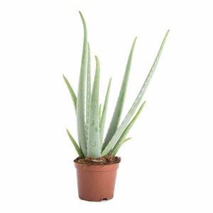 Aloe vera 25 l 80-100 cm