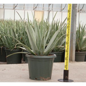 Aloe vera 25 l 80-100 cm