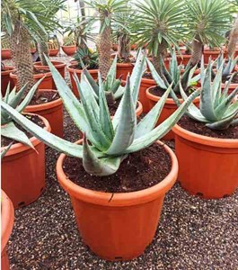 Aloès du cap aloès du cap 20 l 50-60 cm