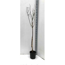 Amandier 'lauranne' 9 l -140-160 cm