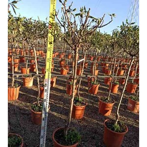 Amandier 'lauranne' 9 l -140-160 cm