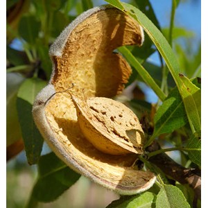 Amandier 'lauranne' 9 l -140-160 cm