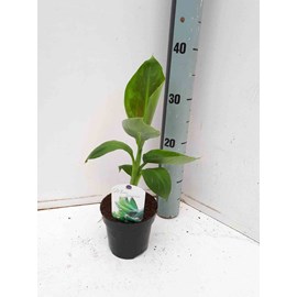 Bananier dwarf cavendish 40 l 100-120 cm