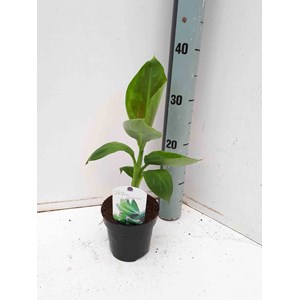 Bananier dwarf cavendish 40 l 100-120 cm