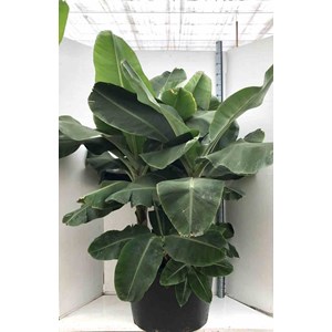 Bananier dwarf cavendish 40 l 100-120 cm