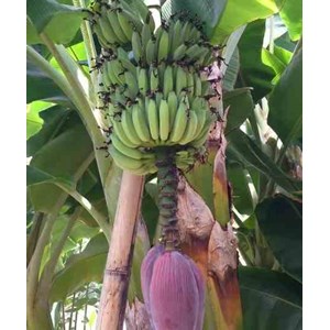 Bananier dwarf cavendish 40 l 100-120 cm