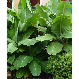 Bananier dwarf cavendish 40 l 100-120 cm