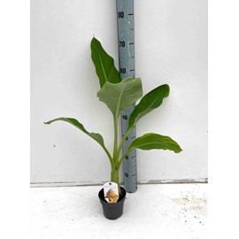 Bananier lotus d'or 14 l 100-120 cm