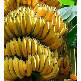 Bananier musa gran nain 15 l 140-160 cm