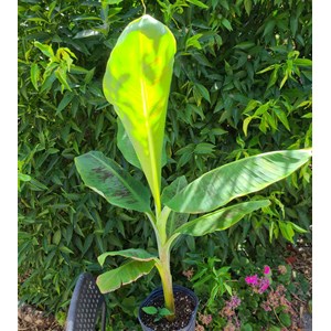Bananier musa gran nain 15 l 140-160 cm