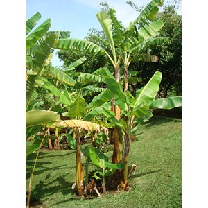 Bananier musa gran nain 15 l 140-160 cm