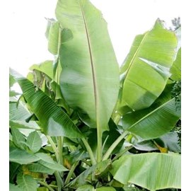Bananier musa sikkimensis 6 l 80-100 cm