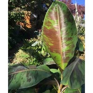 Bananier musa sikkimensis 6 l 80-100 cm