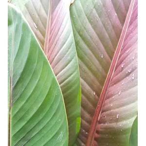 Bananier musa sikkimensis 6 l 80-100 cm