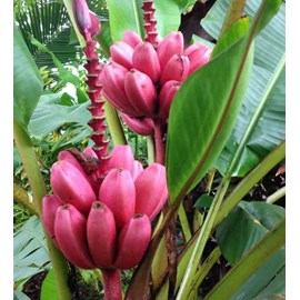 Bananier musa velutina 6 l -60-80 cm