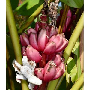 Bananier musa velutina 6 l -60-80 cm