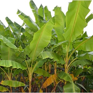 Bananier rustique hybridum 50 l 120-140 cm