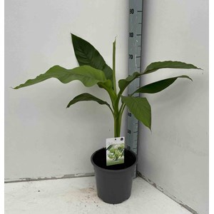 Bananier rustique sp. Sapporo 50 l 120-140 cm