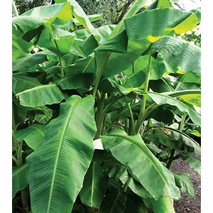 Bananier rustique sp. Sapporo 50 l 120-140 cm