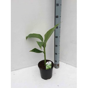 Bananier rustique sp. Sapporo 7 l 80-100 cm