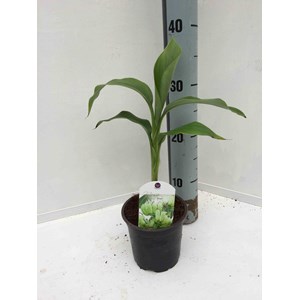 Bananier rustiquex hybridum 7 l 80-100 cm