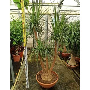 Pied d’éléphant beaucarnea 12 l 80-100 cm