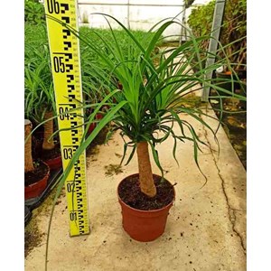 Pied d’éléphant beaucarnea 15 l 120-150 cm