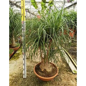 Pied d’éléphant beaucarnea 35 l 150-175 cm
