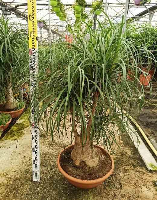 Jardin Tropic - Pied d’éléphant beaucarnea 35 l 150-175 cm