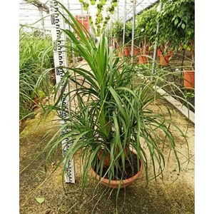 Pied d’éléphant beaucarnea 4 l 50-60 cm