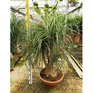 Pied d’éléphant beaucarnea 4 l 50-60 cm