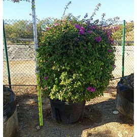 Bougainvillier glabra 15 l 120-150 cm