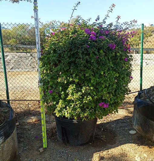 Jardin Tropic - Bougainvillier glabra 15 l 120-150 cm