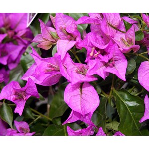 Bougainvillier glabra 15 l 120-150 cm