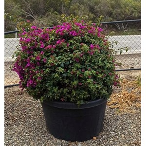 Bougainvillier glabra 25 l -200 cm