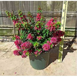 Bougainvillier 'mini thai' 15 l 100-120 cm