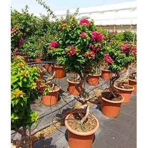 Bougainvillier 'mini thai' 15 l 100-120 cm