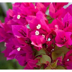 Bougainvillier 'mini thai' 15 l 100-120 cm