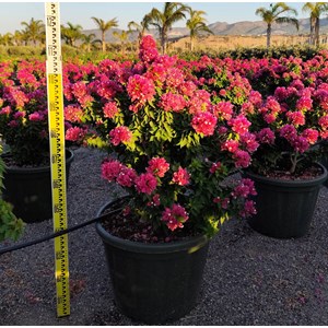 Bougainvillier 'mini thai' 15 l 100-120 cm