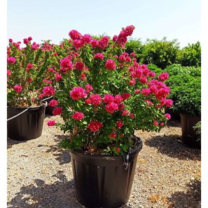 Bougainvillier 'mini thai' 15 l 100-120 cm
