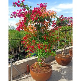 Bougainvillier multicolor 50 l 180-200 cm