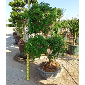 Bougainvillier multicolor 50 l 180-200 cm