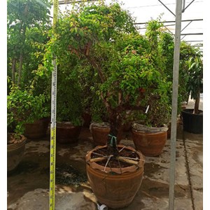 Bougainvillier multicolor 50 l 180-200 cm