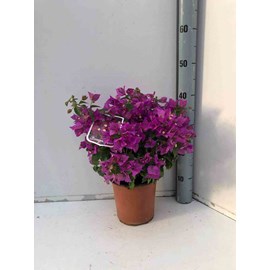Bougainvillier vera 2 l 30-50 cm