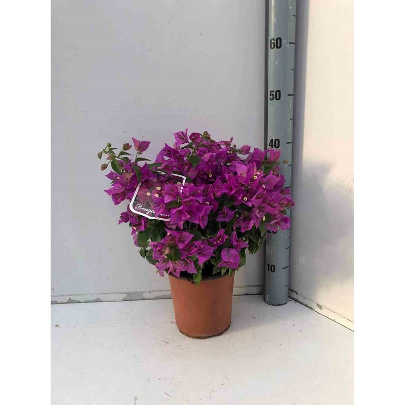Jardin Tropic - Bougainvillier vera 2 l 30-50 cm