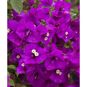 Bougainvillier vera 25 l -200 cm
