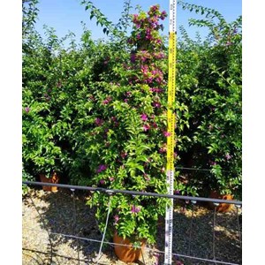 Bougainvillier vera 25 l -200 cm