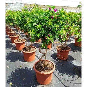 Bougainvillier vera 25 l -200 cm