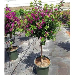 Bougainvillier vera 35 l boule -130-150 cm