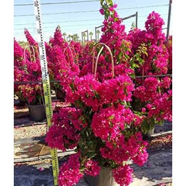Bougainvilliers très florifères 20 l 110-130 cm